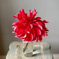 The Meadows Flowers and Finds