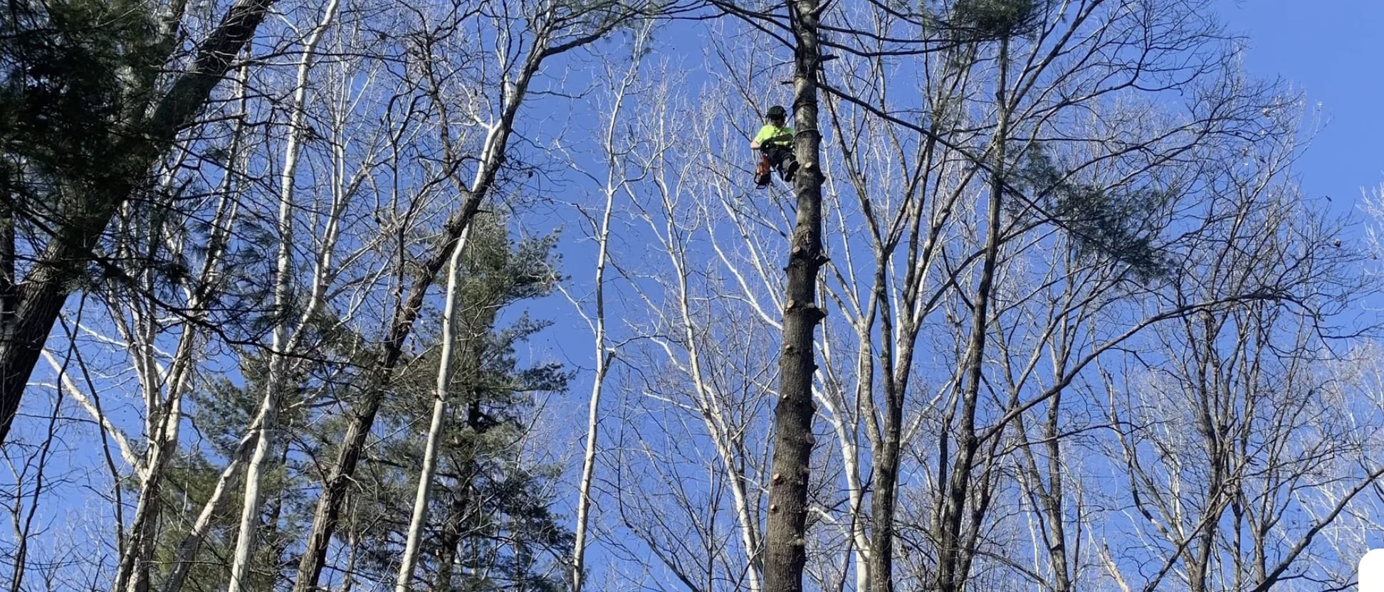 Craney Tree Service