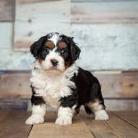 Gentle Giant Bernedoodles