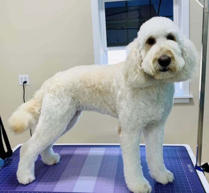 Amanda’s Grooming Paw‑ridise