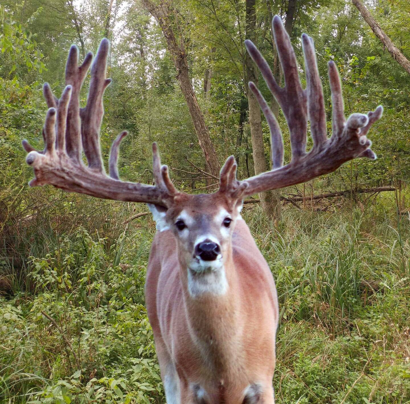 Indiana Trophy Whitetail Hunting