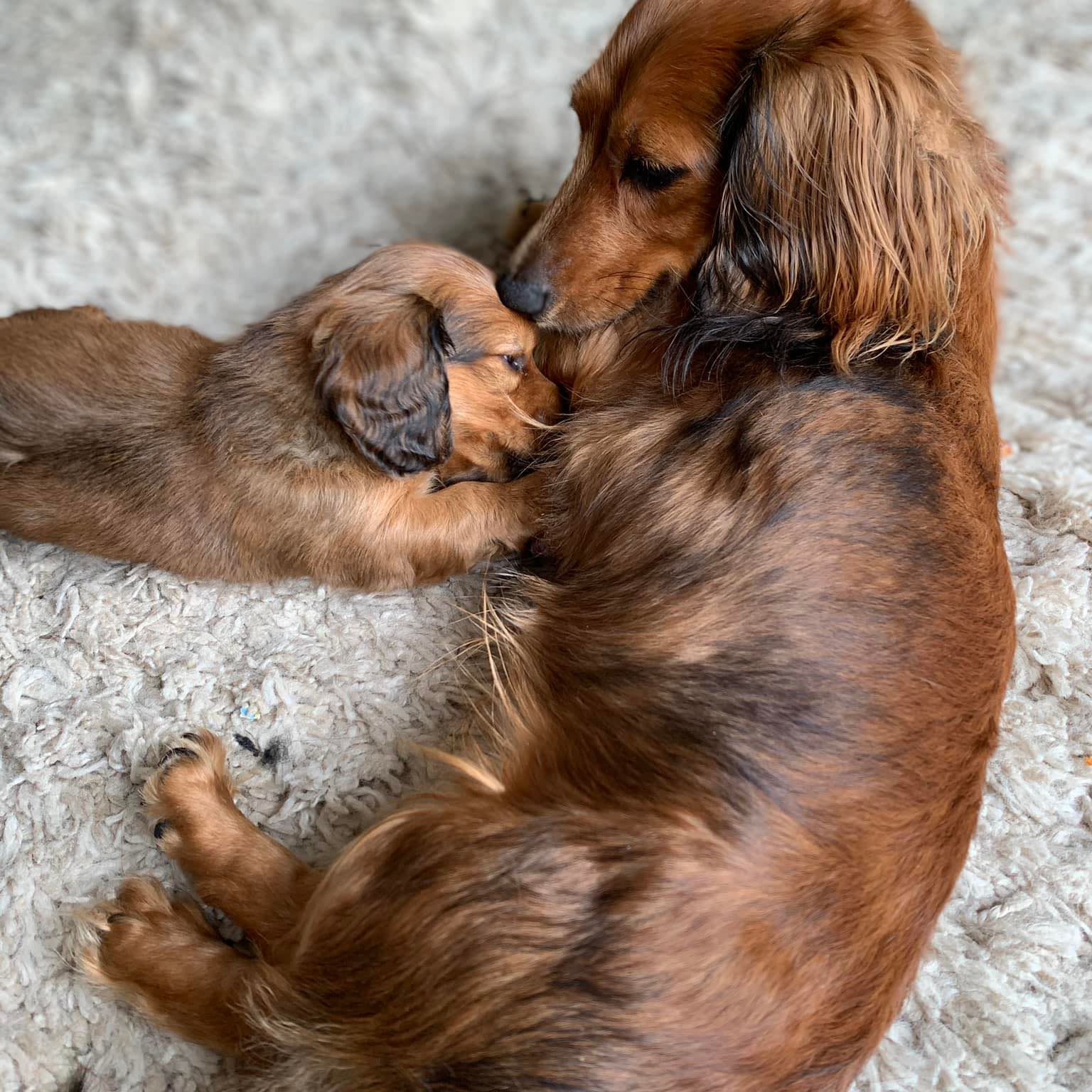 Sugar Creek Mini Doxies