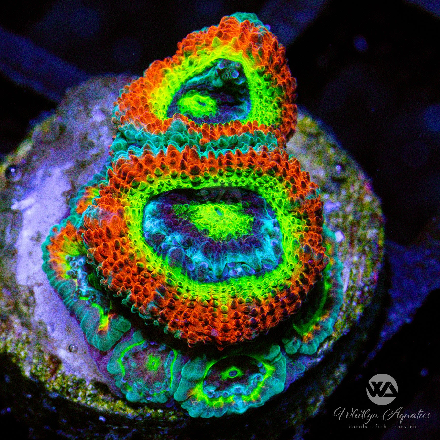 Whitlyn Aquatics, LLC