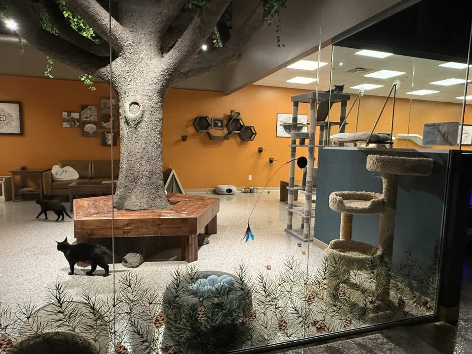 Smitten Kitten Cat Cafe and Coffee Shop