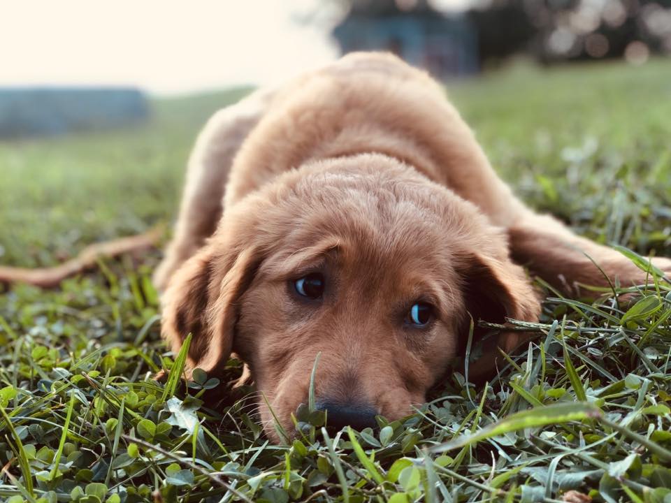 All American Grooming Salon