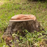 Bradford Stump Grinding