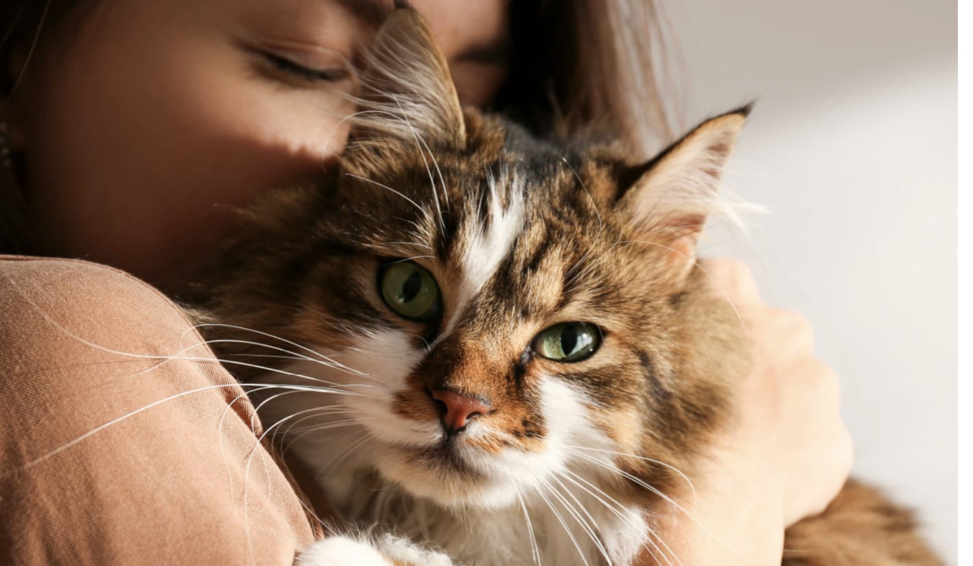 Veterinary Preventive Care