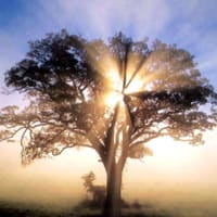 Custom Wood Creations