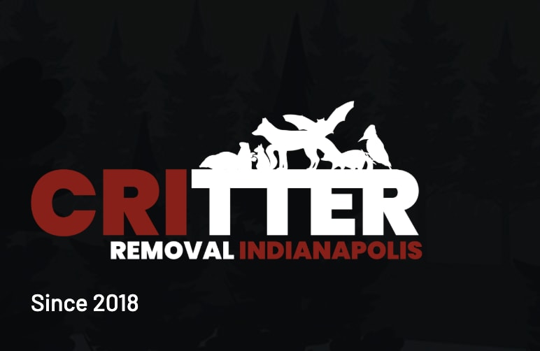 Critter Removal Indianapolis