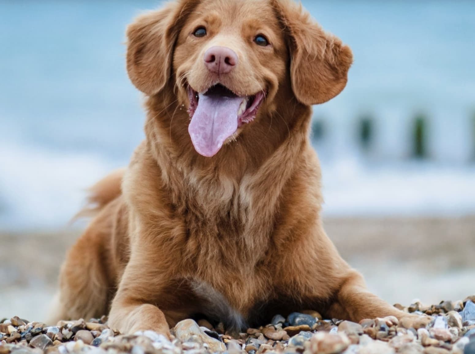 MuddyMutt, Dog Grooming and Spa