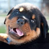 Novi Veterinary Clinic