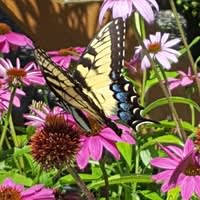 Michigan Greenscape Supplies