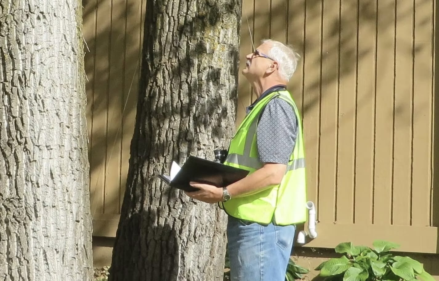 The Visiting Arborists