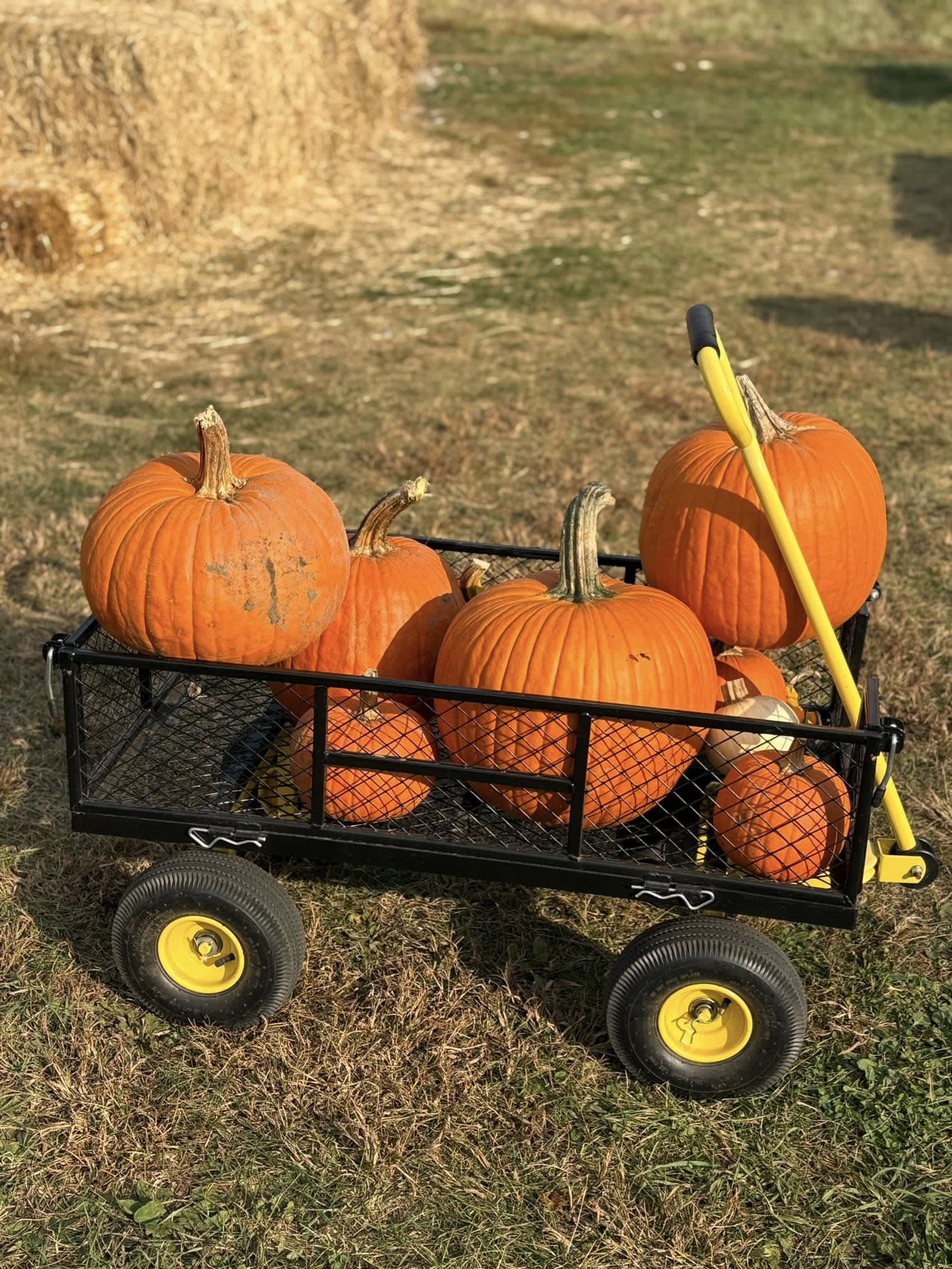 Coleman's Farm - Saline