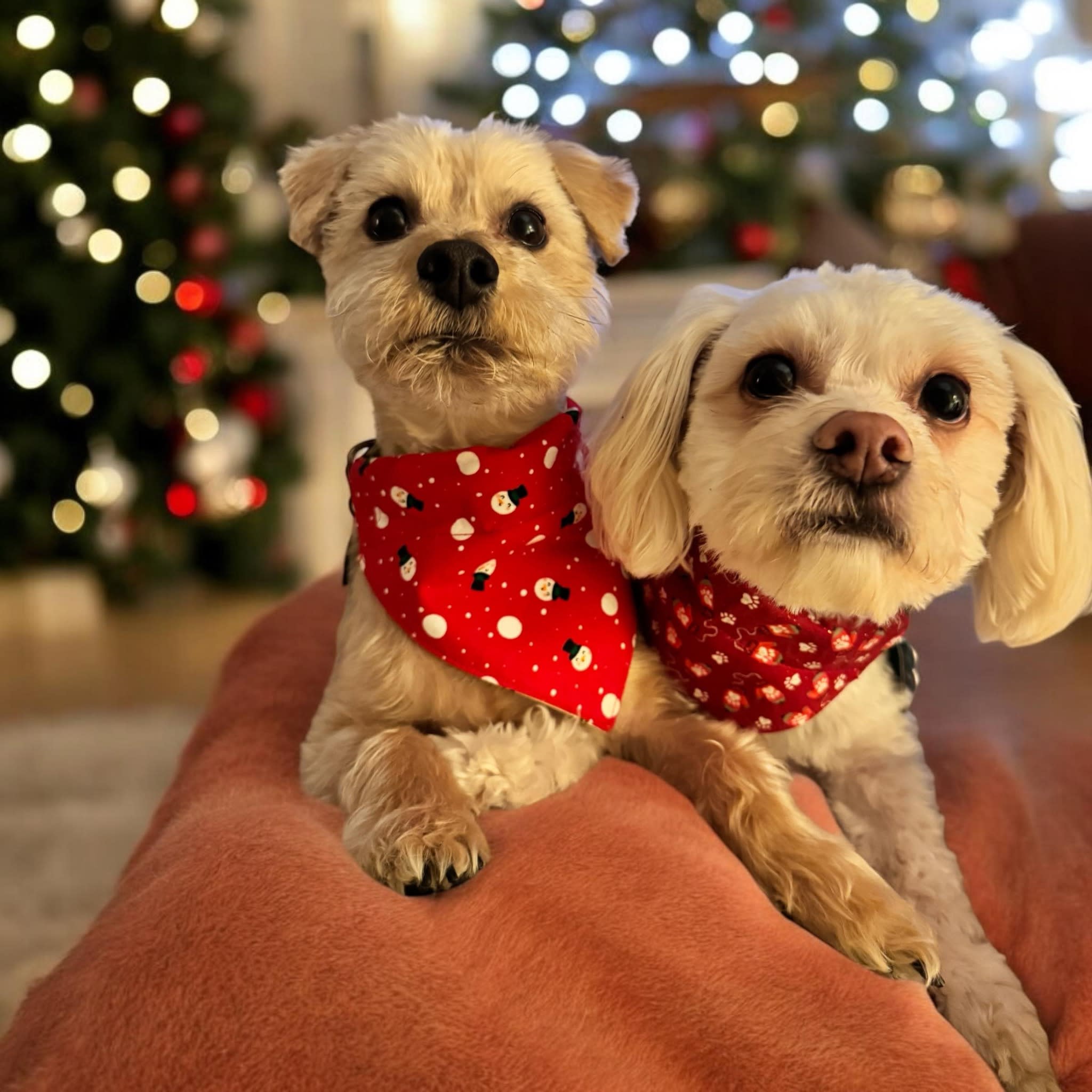 Chewie's Pawsibilities, LLC