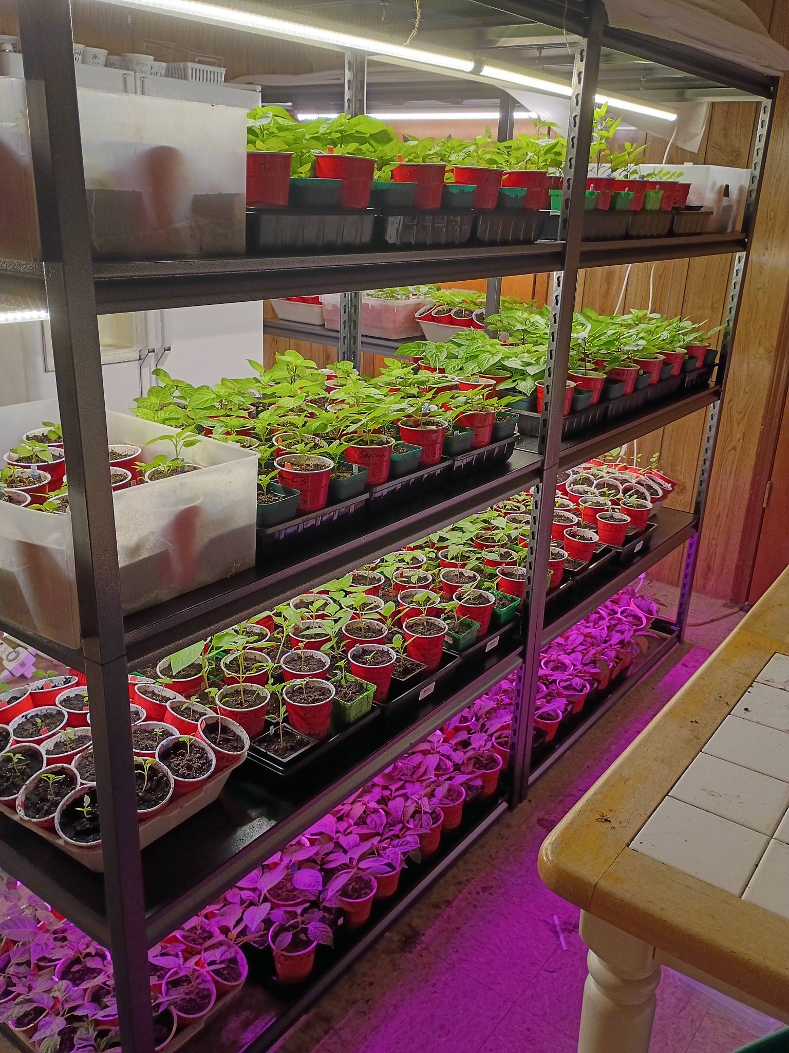 Bringers of the Burning Berry LLC