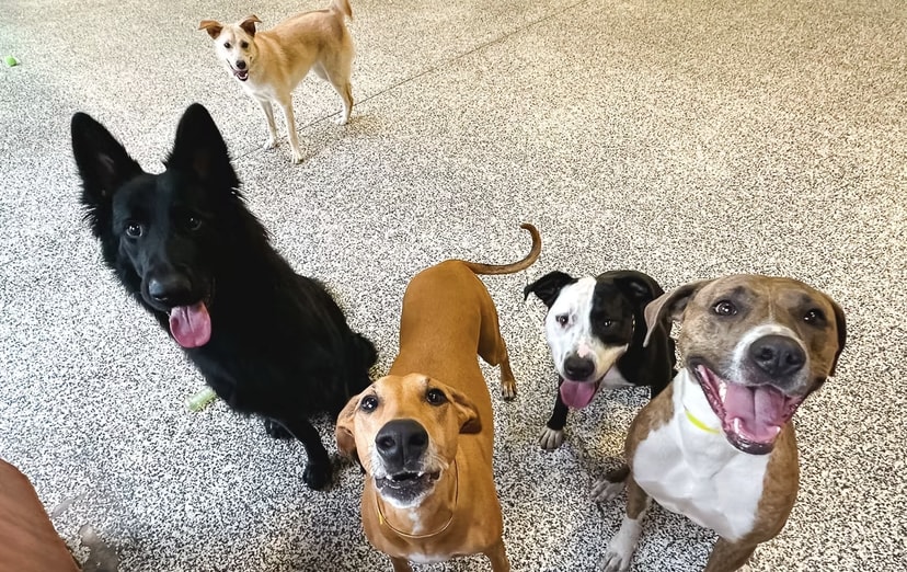 Animal Activity Center, Inc.