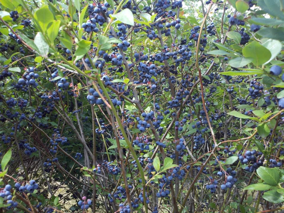 Dexter Blueberry Farm