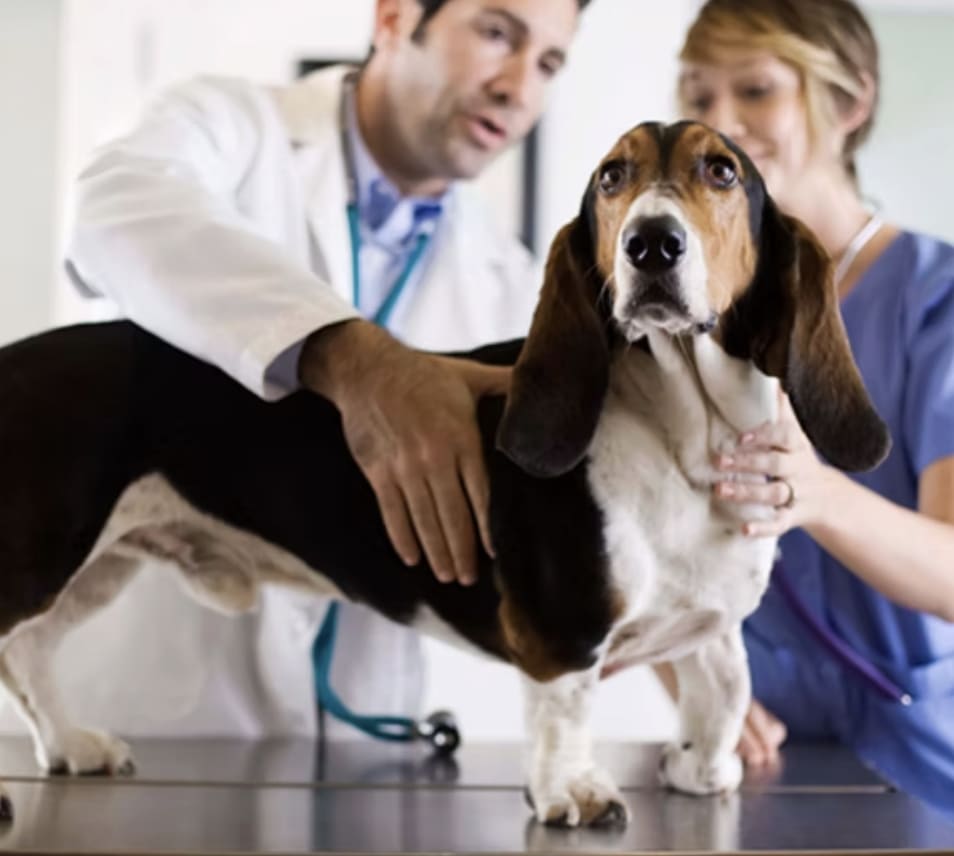 Hoover Road Animal Hospital