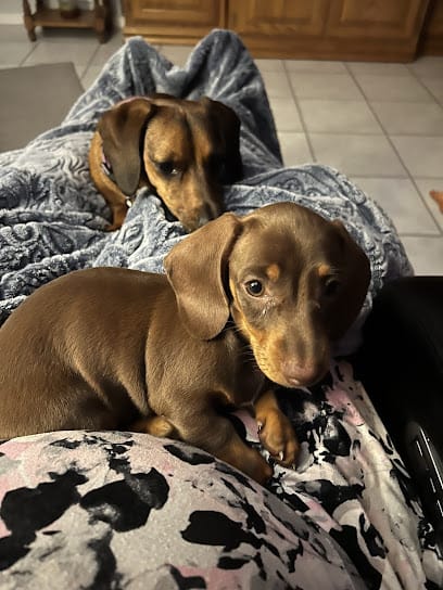 Wiggles Waggles & Tails