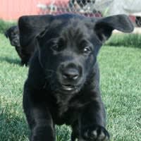 Kingseed Kennels & Dog Training