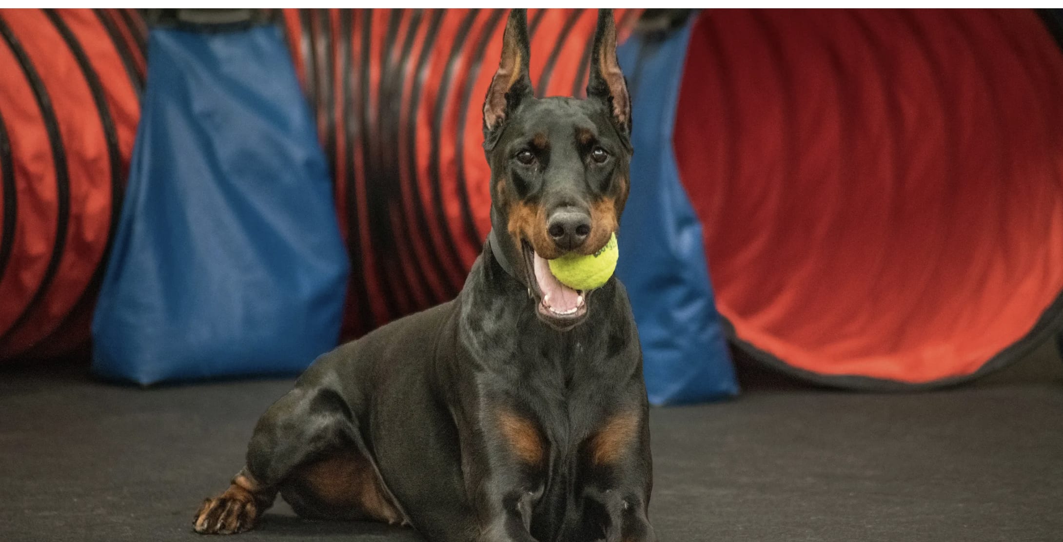 Xcel Canine Training Center, Inc.