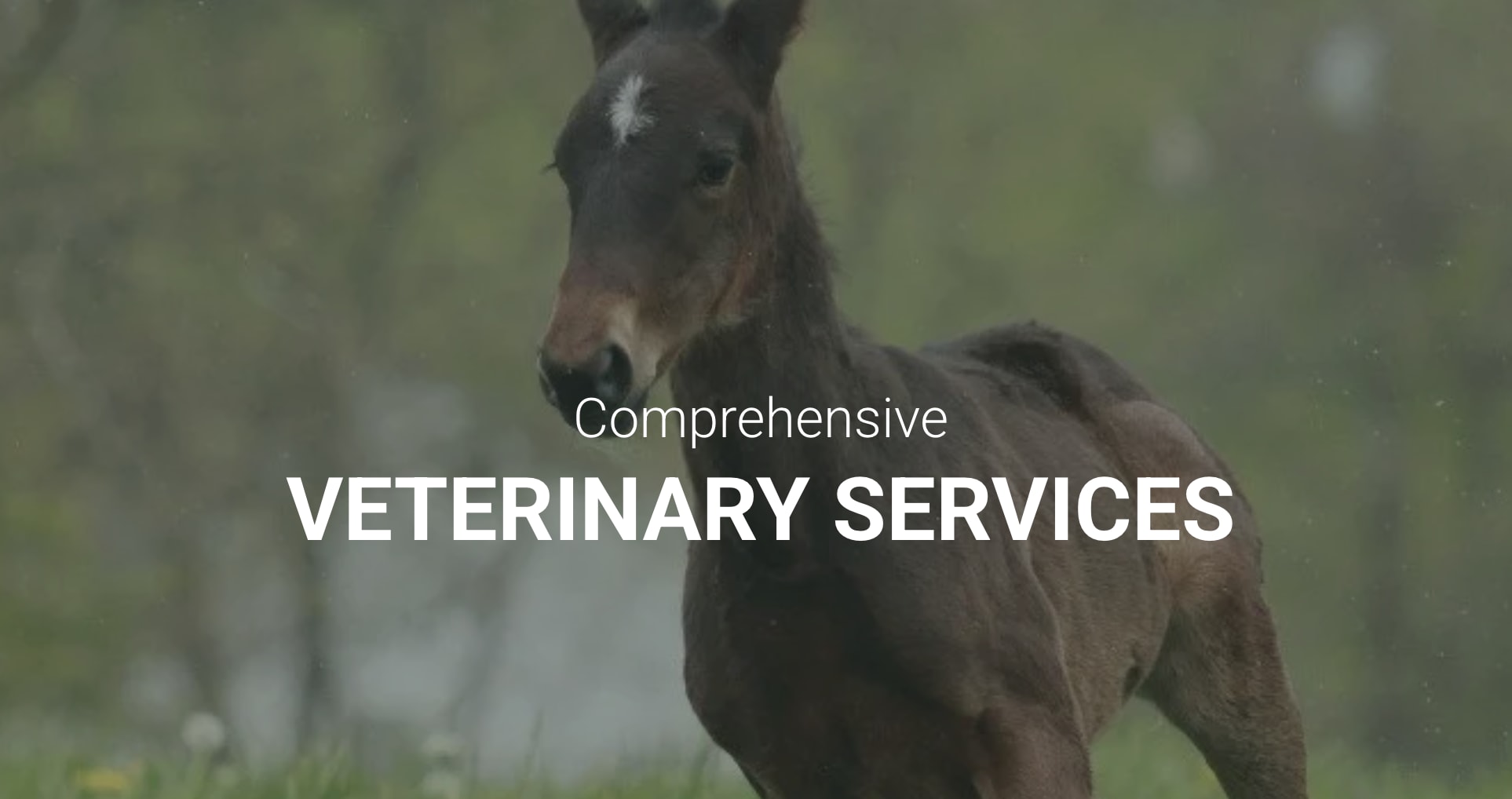 Canon Hill Veterinary Clinic