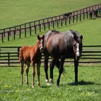Nurse Mares of Kentucky