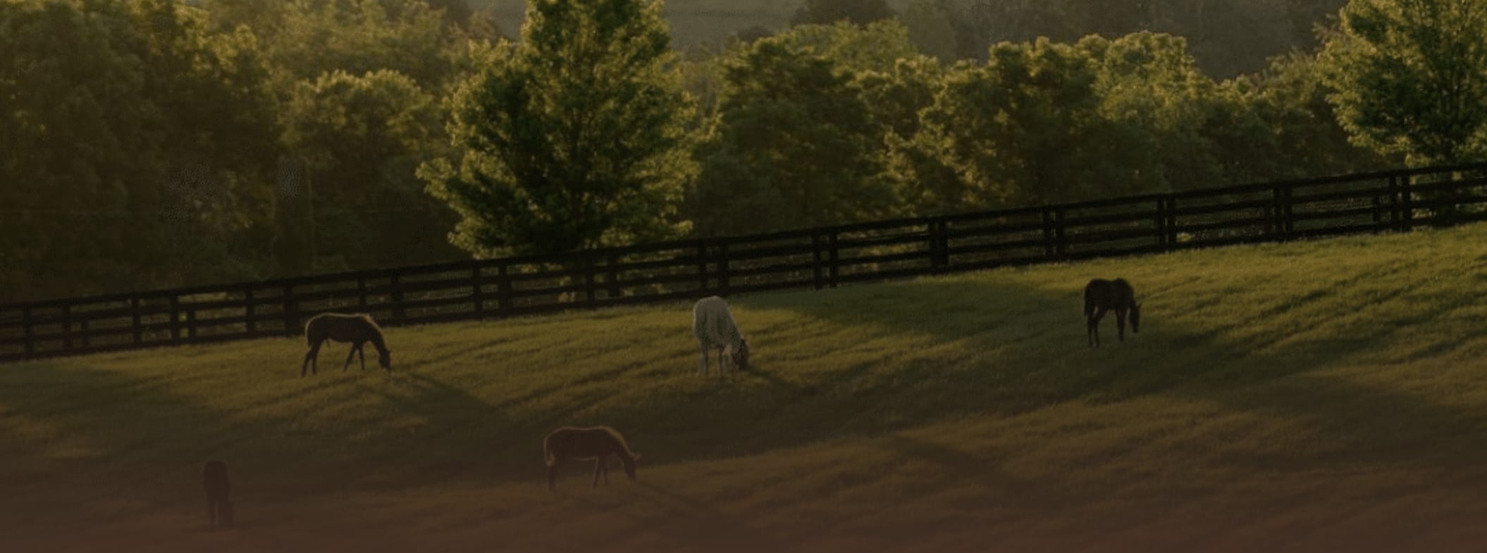 Visit Horse Country 