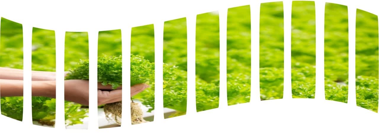 Success Hydroponics