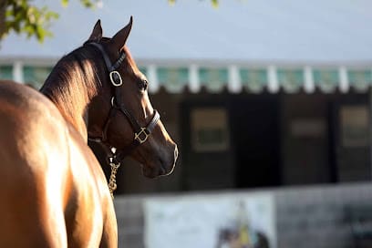 Maximum Yield Bloodstock
