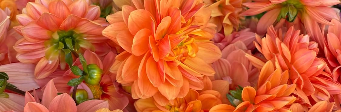 Phoenix Hill Flower Farm