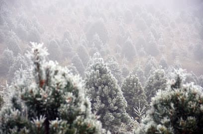 Nieman's Christmas Tree Farm