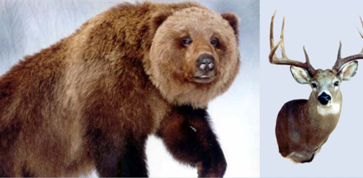 Nature's Way Taxidermy