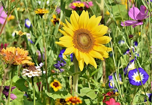 Roots of the Season: Cooling The Body, Calming The Mind