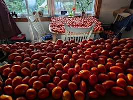 Making and Preserving Tomato Sauce