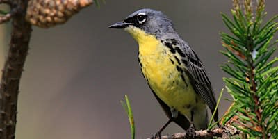 Annual Kirtland's Warbler Field Trip