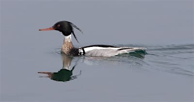 Birding and Kayaking the Lower Platte River