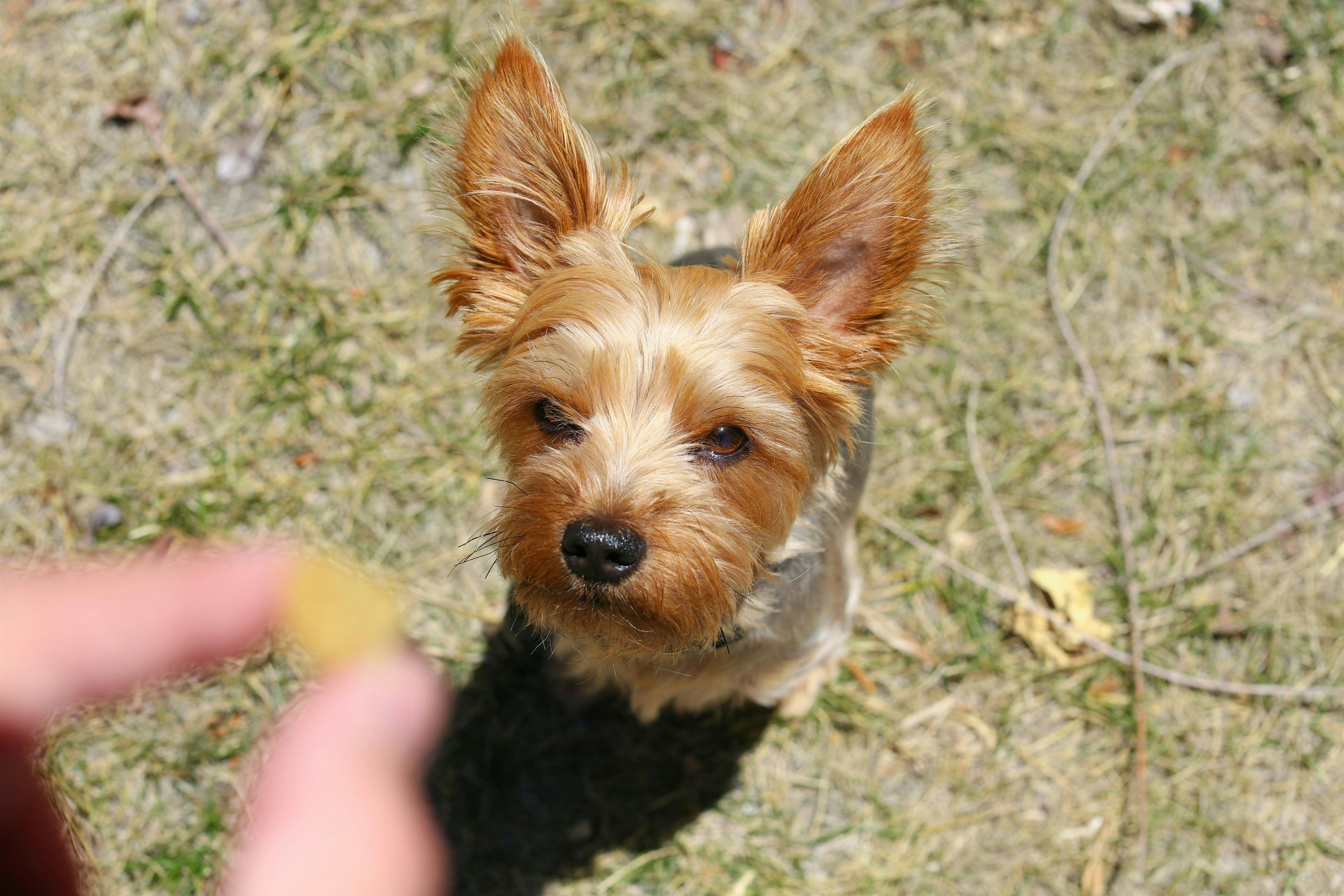 Basic Dog Training | Harrison Campus (5 week session)