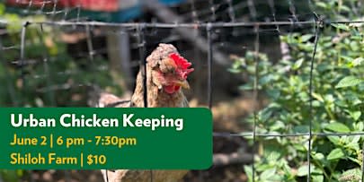 Urban Chicken Keeping