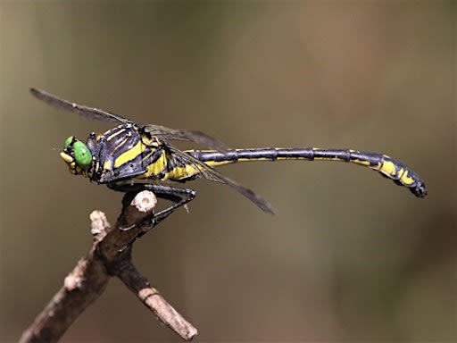 Wings Over the Water: A Dragonfly & Damselfly Workshop