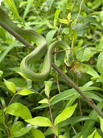 Kids Hike: Reptiles