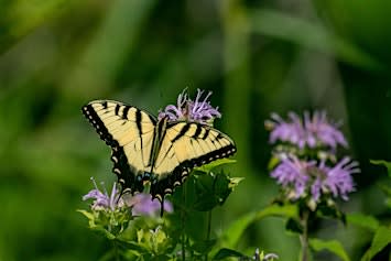 Butterflies of Summer