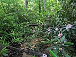 Celebration of Bear Run Nature Reserve- Fayette County, PA