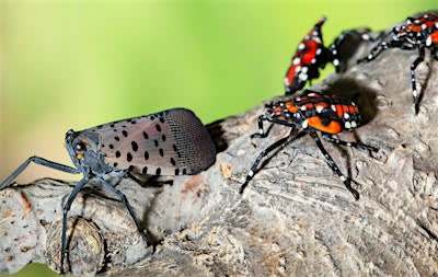 Spotted Lantern Fly Monitoring Workshop