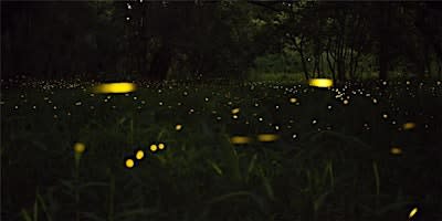 Firefly Hike at Wizard Ranch Nature Preserve