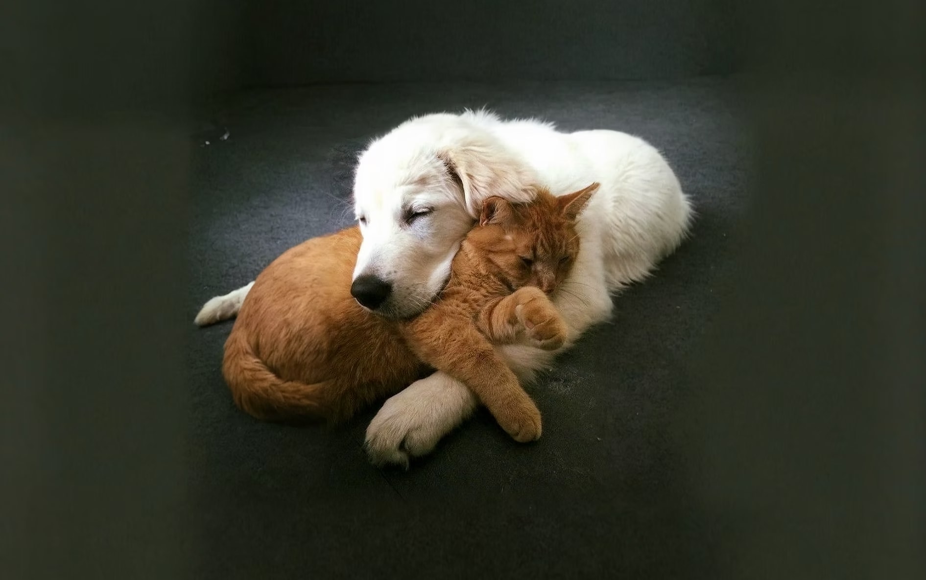 A1 Home Pet Care