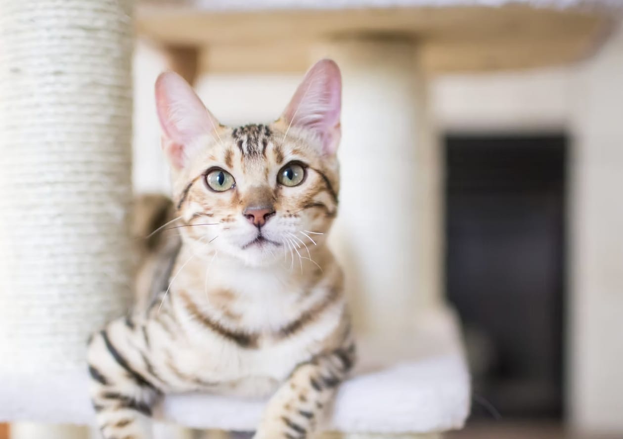  River Kitty Cafe