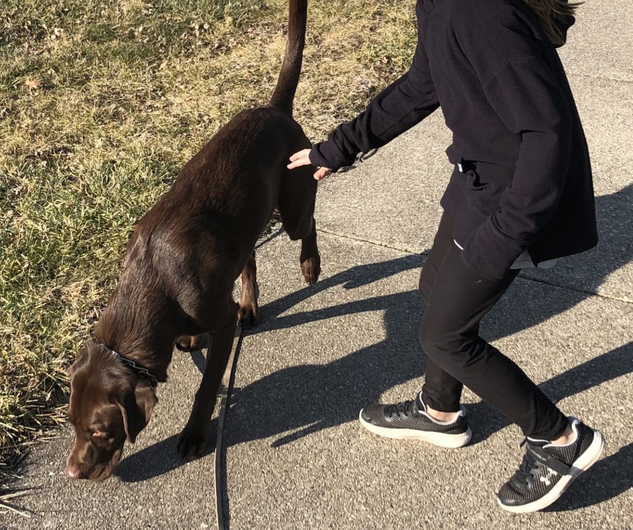 Graubaer's Dog Training