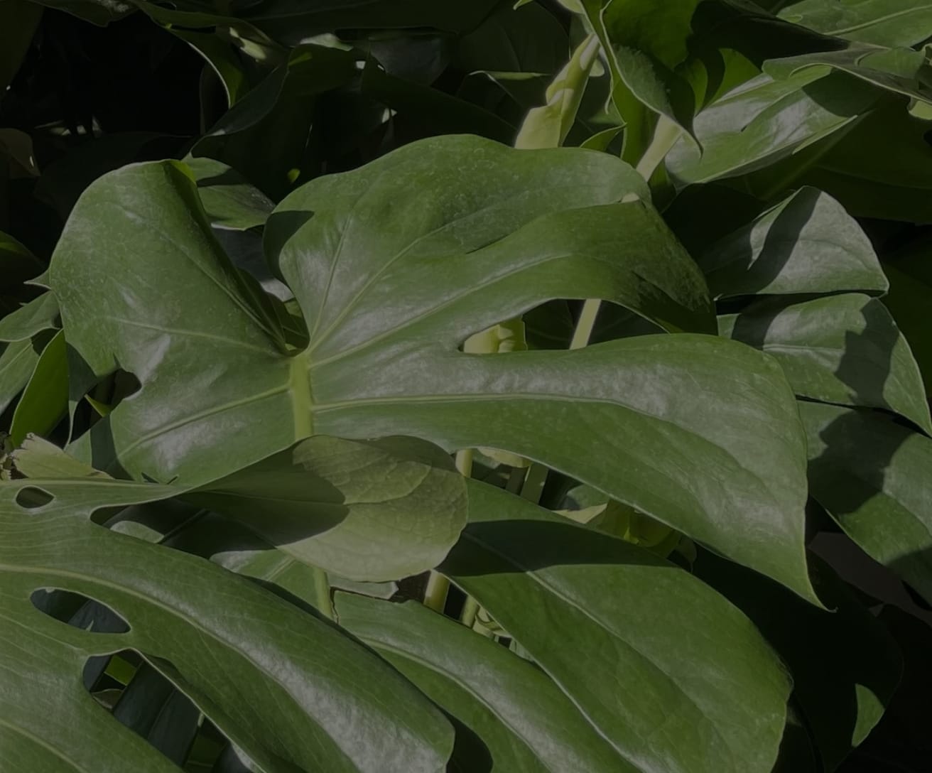 Chicago Plant Delivery